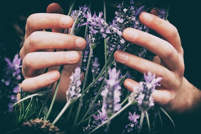 nurish _well being-thyroid-surgery -autor: hands holding lavender flowers-flowers.autor: vero manrique